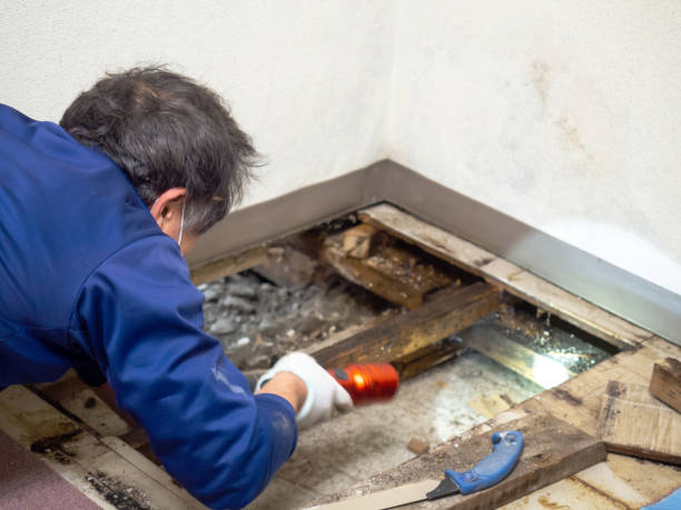 Best Post-Remediation Services in Adelino, NM