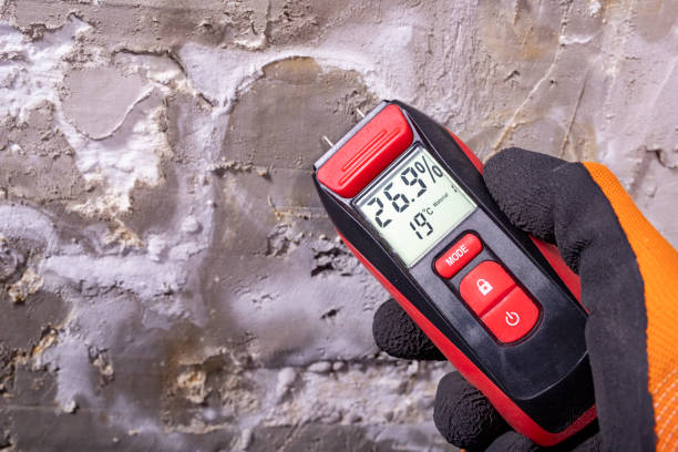 Best Black Mold Remediation in Adelino, NM